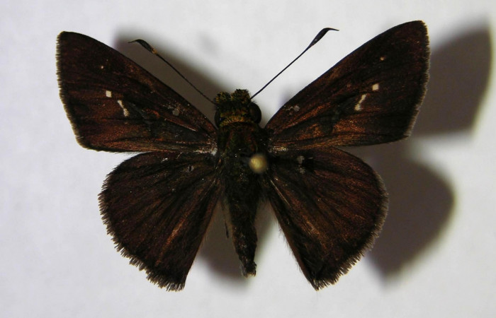 Fig. 1. <i>Psoralis</i></i> Janzen38 (Hesperiidae). Area de Conservación Guanacaste, Sector Cacao, Sendero Cima. Vista dorsal. (07-SRNP-35506-DHJ369424).