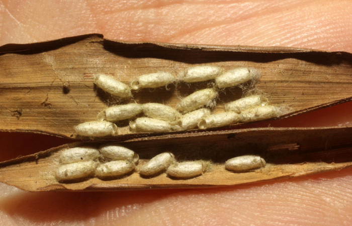 Fig. 13. Capullos ya eclosionados de <i>Cotesia</i></i> Whitfield03 (Braconidae). (13-SRNP-79724-DHJ804747.jpg).