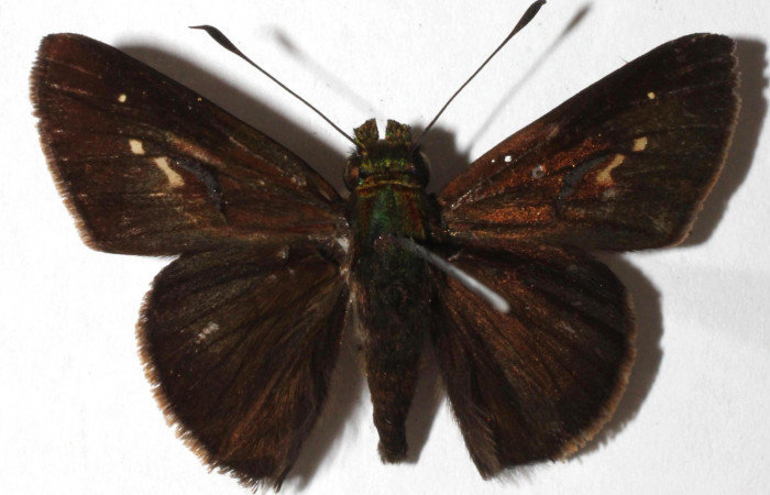Fig. 2. <i>Psoralis</i></i> Janzen38 (Hesperiidae). Area de Conservación Guanacaste, Sector Cacao, Sendero Cima. Vista dorsal. (15-SRNP-35764-DHJ916538).