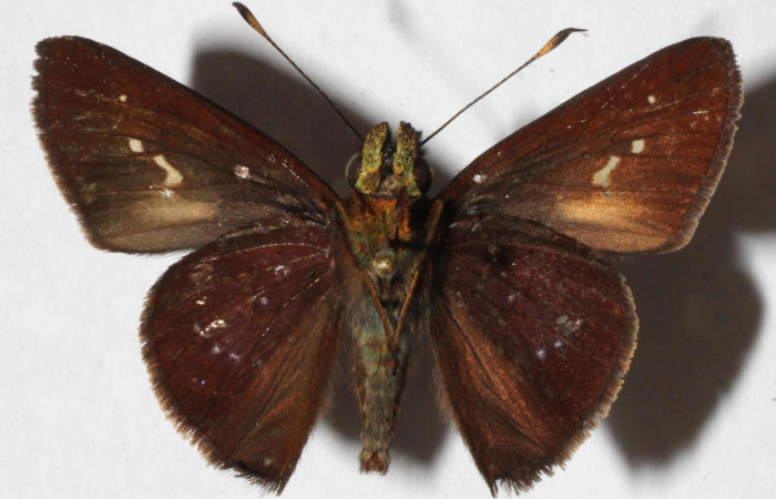 Fig. 3. <i>Psoralis</i></i> Janzen38 (Hesperiidae). Area de Conservación Guanacaste, Sector Cacao, Sendero Cima. Vista ventral. (15-SRNP-35764-DHJ916539).