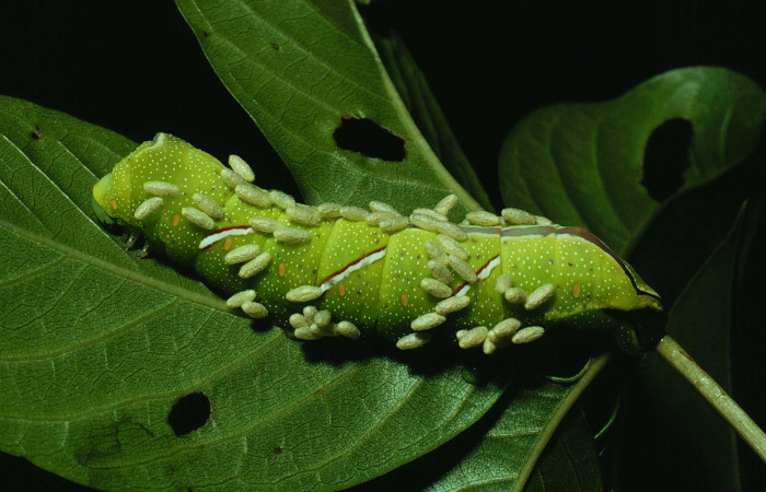 Fig. 14. Capullos vivos de <i>Cotesia</i></i> Whitfield26, adheridos a piel de <i>Caio championi</i></i> (Saturniidae), hospedero que a un se encuentra vivo. (90-SRNP-1102-DHJ12705.jpg).