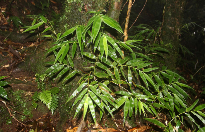 Fig. 18. <i>Rhipidocladum pittieri</i></i> familia Poaceae, de la subfamilia Bambusoideae, una especie de graminea. Area de Conservación Guanacaste, Sector Cacao, Sendero Cima. Foto Parataxónoma Dunia Garcia. 08/21/2020.