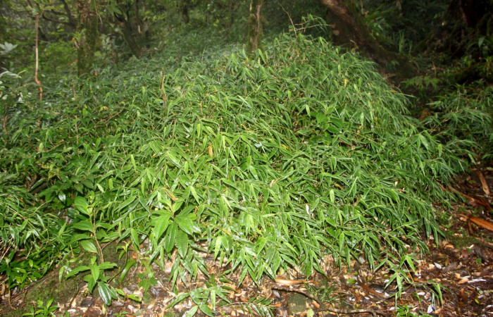 Fig. 19. <i>Rhipidocladum pittieri</i></i> familia Poaceae, de la subfamilia Bambusoideae, planta hospedera de <i>Psoralis</i></i> Janzen38 (Hesperiidae). Area de Conservación Guanacaste, Sector Cacao, Sendero Cima. Foto Parataxónoma Dunia Garcia. 08/21/2020.