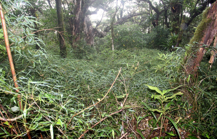 Fig. 20. Hábitat de <i>Rhipidocladum pittieri</i></i> familia Poaceae, de la subfamilia Bambusoideae, esta especie de zacate es bastante abundante en el soto bosque, en la parte alta del Volcan Cacao, a 1460 m.s.n.m. Area de Conservación Guanacaste, Sector Cacao, Sendero Cima. Foto Parataxónoma Dunia Garcia. 08/21/2020.