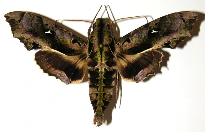 Fig. 01. Macho de <i>Hemeroplanes ornatus</i></i> (Sphingidae), vista dorsal, 80mm longitud. Voucher: 04-SRNP-60289-DHJ303094.jpg.