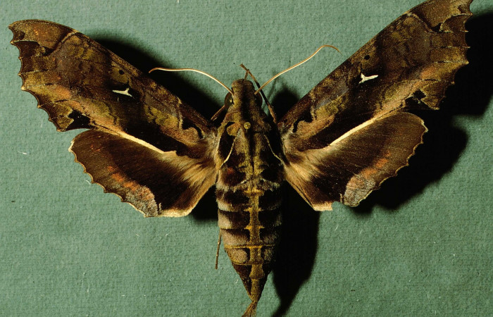 Fig. 03. Hembra de <i>Hemeroplanes ornatus</i></i> (Sphingidae), vista dorsal, 95mm longitud. Voucher: INBIOCRI002793206.jpg.