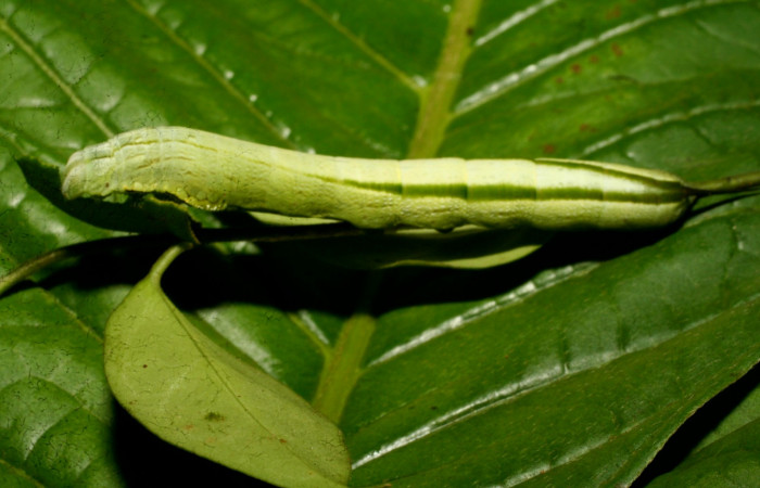 Fig. 04. Larva de <i>Hemeroplanes ornatus</i></i> (Sphingidae), vista dorsal, penúltimo estadío, 40mm longitud. Voucher: 09-SRNP-73021-DHJ465625.jpg.
