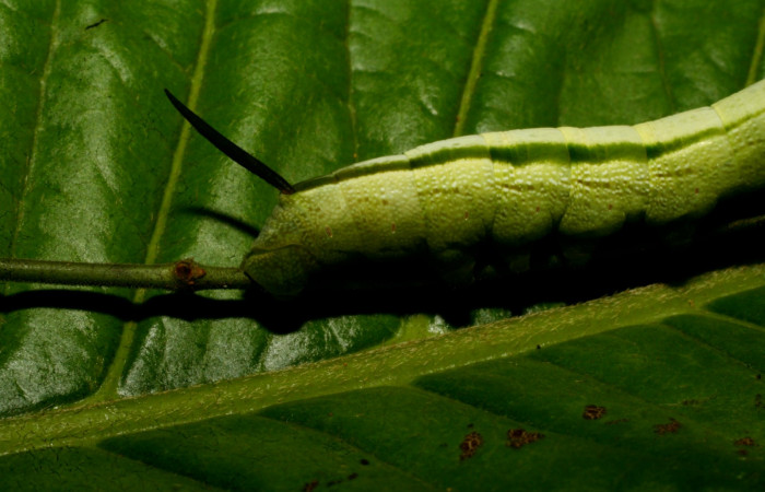 Fig. 05. Larva de <i>Hemeroplanes ornatus</i></i> (Sphingidae), vista dorsal trasero, penúltimo estadío, 40mm longitud. Voucher: 09-SRNP-73021-DHJ465631.jpg.