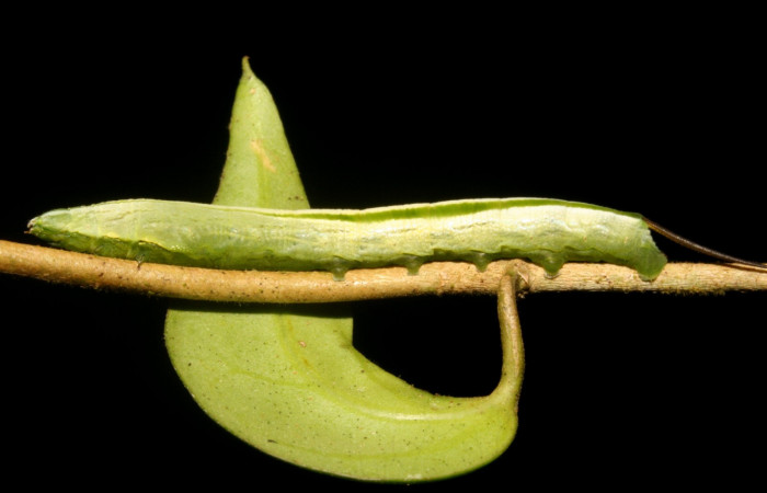 Fig. 06. Larva de <i>Hemeroplanes ornatus</i></i> (Sphingidae), vista lateral, penúltimo estadío, 40mm longitud. Voucher: 10-SRNP-43768-DHJ478471.jpg.