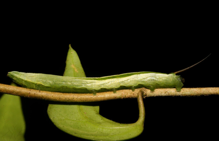 Fig. 07. Larva de <i>Hemeroplanes ornatus</i></i> (Sphingidae), vista lateral, penúltimo estadío, 40mm longitud. Voucher: 10-SRNP-43768-DHJ478473.jpg.