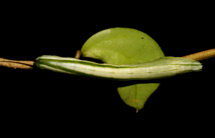 Fig. 08. Larva de <i>Hemeroplanes ornatus</i></i> (Sphingidae), vista dorsal, penúltimo estadío, 40mm longitud. Voucher: 10-SRNP-43768-DHJ478474.jpg.