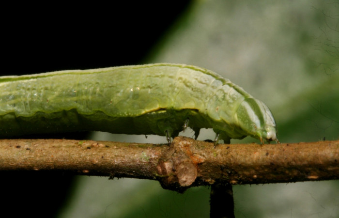 Fig. 09. Larva de <i>Hemeroplanes ornatus</i></i> (Sphingidae), vista lateral del torax, penúltimo estadío, 40mm longitud. Voucher: 10-SRNP-43768-DHJ478480.jpg.