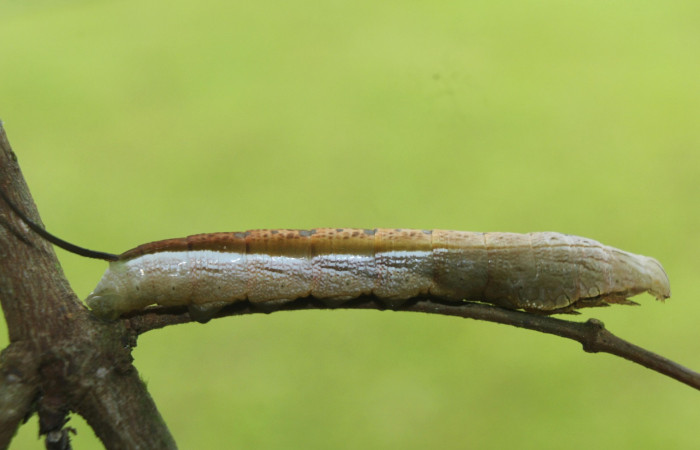 Fig. 10. Larva de <i>Hemeroplanes ornatus</i></i> (Sphingidae), vista lateral, penúltimo estadío, 40mm longitud. Voucher: 15-SRNP-71192-DHJ727597.jpg.