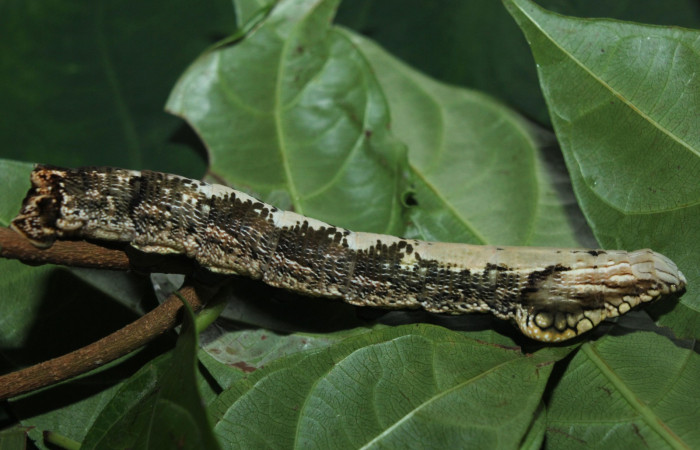Fig. 12. Larva de <i>Hemeroplanes ornatus</i></i> (Sphingidae), vista lateral, último estadío, 76mm longitud. Voucher: 15-SRNP-71192-DHJ727614.jpg.