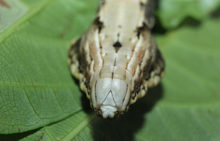 Fig. 14. Larva de <i>Hemeroplanes ornatus</i></i> (Sphingidae), vista dorsal torax, último estadío, 76mm longitud. Voucher: 15-SRNP-71192-DHJ727612.jpg.