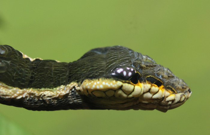 Fig. 16. Larva de <i>Hemeroplanes ornatus</i></i> (Sphingidae), vista lateral torax, último estadío, 76mm longitud. Voucher: 15-SRNP-71192-DHJ727617.jpg.