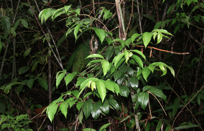 Fig. 17. Hábito de <i>Forsteronia spicata</i></i> planta hospedera de <i>Hemeroplanes ornatus</i></i>.