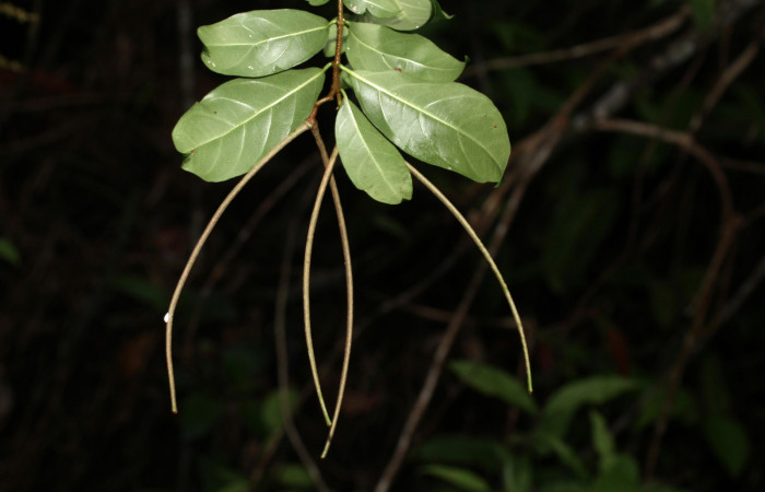 Fig. 18. Posición de los frutos de <i>Forsteronia spicata</i></i> planta hospedera de <i>Hemeroplanes ornatus</i></i>.

