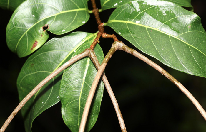 Fig. 19. Posición de los frutos de <i>Forsteronia spicata</i></i> planta hospedera de <i>Hemeroplanes ornatus</i></i>.