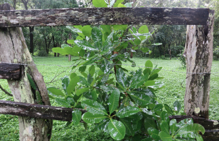 Fig. 12 Planta <i>Anacardium occidentale</i></i>, (introducido), (Anacardiaceae), hospedera de la larva <i>Paectes fuscescens</i></i>, (Euteliidae). Sector Mundo Nuevo. Foto Elieth cantillano. 24 Agosto 2020.