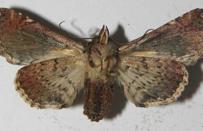 Fig.2 Adulto <i>Paectes fuscescens</i></i>, mostrando la parte ventral. Voucher: 11-SRNP-23017-DHJ557003.