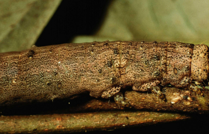 Fig.10 Vista lateral frontal de <i>Acanthodica sinuilinea</i></i>  (Erebidae), se colectó 23 julio 1998, Sector Pailas, Estación Pailas, 785mts.(98-SRNP-10444-DHJ47055.jpg)