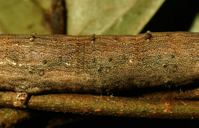 Fig.11 Vista central de <i>Acanthodica sinuilinea</i></i>  (Erebidae), se colectó 23 julio 1998, Sector Pailas, Estación Pailas, 785mts. (98-SRNP-10444-DHJ47057.jpg).