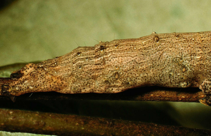 Fig.12 Vista trasera de <i>Acanthodica sinuilinea</i></i>  (Erebidae), se colectó 23 julio 1998, Sector Pailas, 785mts(98-SRNP-10444-DHJ47059.jpg).