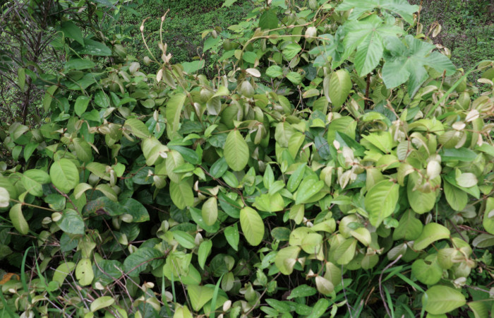 Fig.13 Planta <i>Heteropterys obovata</i></i>, (Malphigiaceae), hospedera de la <i>Acanthodica albiplena</i></i> y <i>Acanthodica sinuilinea</i></i>, (Erebidae), Sector Mundo Nuevo, Estación Biologica La Perla. Foto. Elieth Cantillano, 22 junio 2020.
