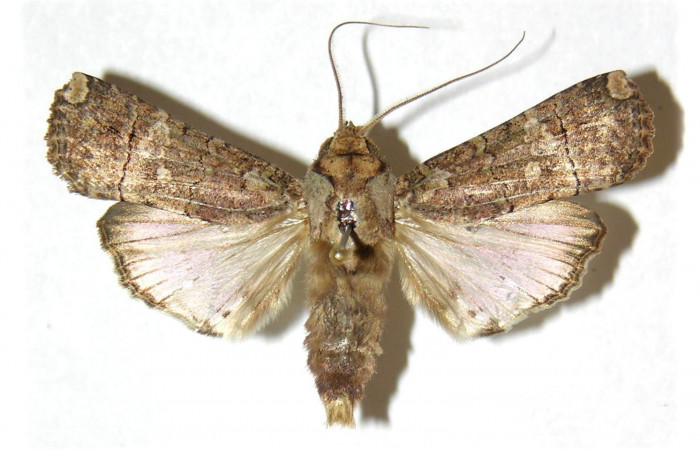 Fig.2 Vista dorsal, macho <i>Acanthodica albiplena</i></i> (Erebidae), eclosionó 21 Febrero 1995, Sector Cacao, Estación Gongora, 570mts (95-SRNP-206-DHJ312912.jpg).