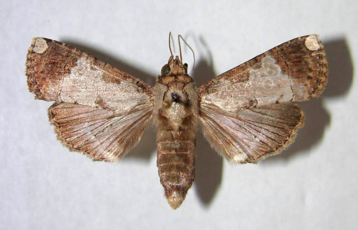 Fig.3 Vista dorsal, macho <i>Acanthodica sinuilinea</i></i> (Erebidae), eclosionó 24 Diciembre 1995, Sector Santa Rosa, Bosque Húmedo, 290mts.(95-SRNP-11160-DHJ365478.jpg).
