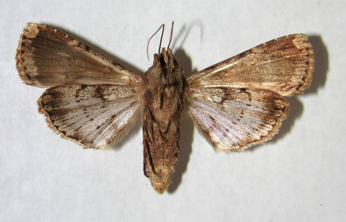 Fig.4 Vista ventral, macho <i>Acanthodica sinuilinea</i></i> (Erebidae), eclosionó 24 Diciembre 1995, Sector Santa Rosa, Bosque Húmedo, 290mts(95-SRNP-11160-DHJ365479.jpg).