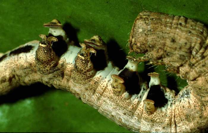 Fig.5 Vista  lateral de <i>Acanthodica albiplena</i></i> (Erebidae), se colectó 13 Enero 1995, Sector Santa Rosa, Bosque Húmedo, 290mts. (95-SRNP-181-DHJ21359.jpg.jpg