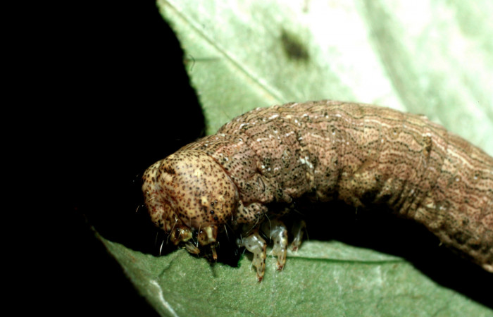 Fig.6 Vista  frontal de <i>Acanthodica albiplena</i></i> (Erebidae) se colectó 15 junio 2009, Sector Pailas, Sendero Fumarolas, 785mts.(09-SRNP-56485-DHJ457048.jpg)