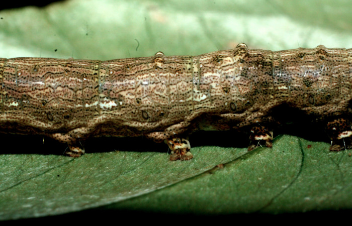 Fig.7 Detalle parte  central, <i>Acanthodica albiplena</i></i> (Erebidae), se colectó 15 junio 2009, Sector Pailas, Sendero Fumarolas, 785mts.(09-SRNP-56485-DHJ457047.jpg).