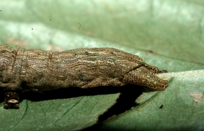 Fig.8 Vista trasera de <i>Acanthodica albiplena</i></i> (Erebidae) se colectó 15 junio 2009, Sector Pailas, Sendero Fumarolas, 785mts.(09-SRNP-56485-DHJ457046.jpg).