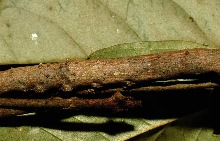Fig.9 Vista lateral de <i>Acanthodica sinuilinea</i></i>  (Erebidae), se colectó 23 julio 1998, Sector Pailas, Estación Pailas, 785mts. (98-SRNP-10444-DHJ47068.jpg).