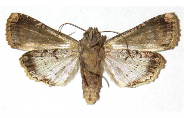 Fig.1 Vista ventral, macho <i>Acanthodica albiplena</i></i> (Erebidae), eclosionó 11 Febrero 1995, Sector Santa Rosa, Bosque Húmedo, 290mts. (95-SRNP-181-DHJ312931.jpg).