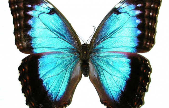 Fig 1. Vista dorsal hembra <i>Morpho helenor</i></i> (Nymphalidae)  mide 98mm. Sendero Toma Agua, Sector Cacao,1140m. 98-SRNP-3337-DHJ35110.