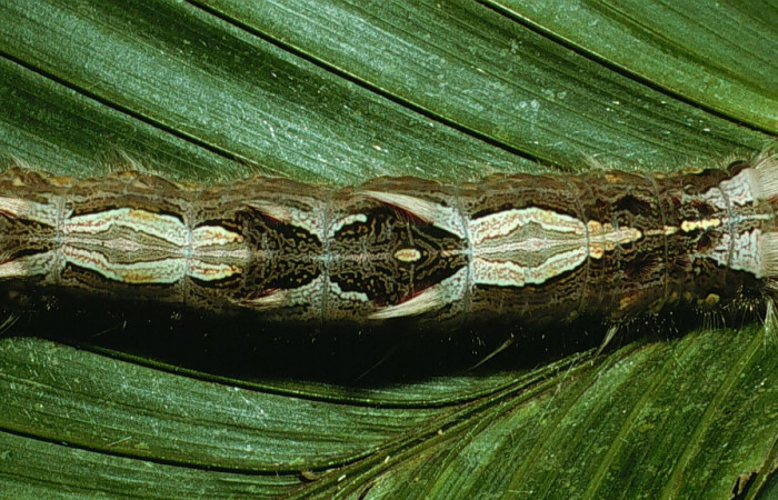 Fig 10 . Larva ultimo Vista dorsal <i>Morpho helenor</i></i> (Nymphalidae) mide 98mm Sendero Ponderosa Sector Cacao 1060m. 03-SRNP-3015-DHJ71971.
