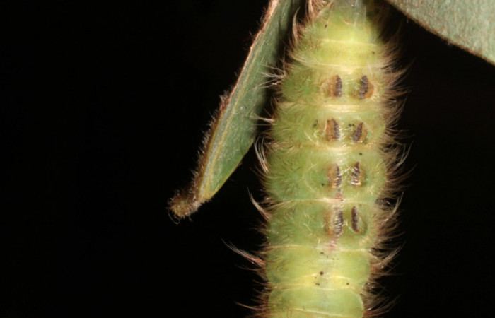  Fig 11 . Prepupa Vista ventral <i>Morpho helenor</i></i> (Nymphalidae) Bosque Húmedo Sector Santa Rosa 290m. 12-SRNP-12003-DHJ497896.
