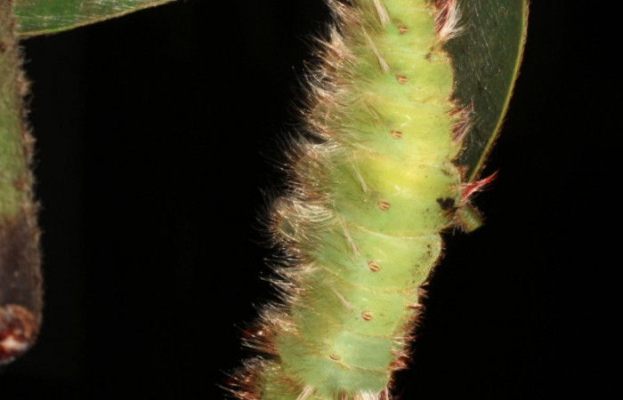  Fig 12 . Prepupa Vista dorsal <i>Morpho helenor</i></i> (Nymphalidae) Bosque Humedo Sector Santa Rosa 290m. 12-SRNP-12003-DHJ497897.