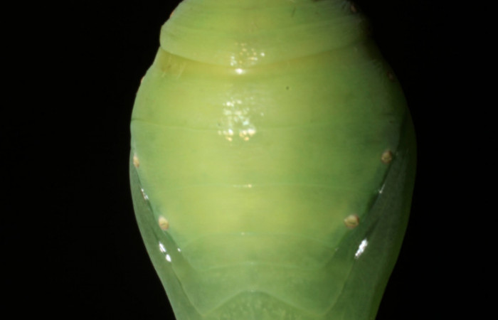  Fig 13 . Pupa vista dorsal de <i>Morpho helenor</i></i>  (Nymphidae), mide 98mm Bosque Húmedo Sector Santa Rosa 290m. 12-SRNP-12003-DHJ497904.
