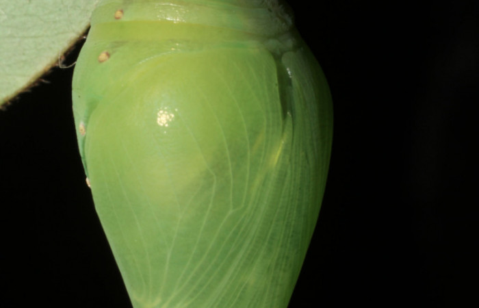 Fig 14 . Pupa vista lateral <i>Morpho helenor</i></i> (Nymphidae), mide 98mm Bosque Húmedo Sector Santa Rosa 290m. 12-SRNP-12003-DHJ497903.