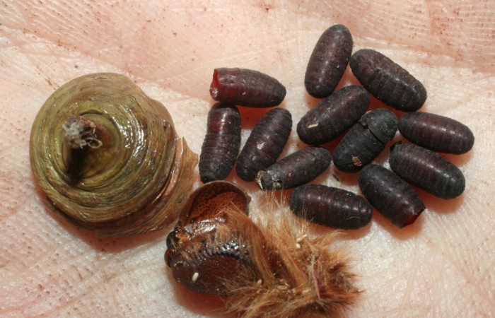 Fig 15 . Parasitos de Tachinidae <i>Morpho helenor</i></i>(Nymphalidae)  mide 98mm. Vado Huacas Sector Mundo Nuevo 490m. 08-SRNP-55392-DHJ462542.