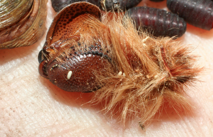  Fig. 16 Parasitos de Tachinidae <i>Morpho helenor</i></i>(Nymphalidae) mide 98mm Vado Huacas Sector Mundo Nuevo 490m. 08-SRNP-55392-DHJ462544.