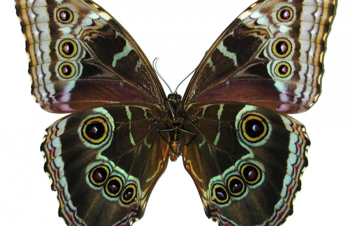  Fig 2. Vista ventral hembra <i>Morpho helenor</i></i>(Nymphalidae) mide 98mm. Sendero Toma Agua, Sector Cacao, 1140m. 98-SRNP-3337-DHJ35111.