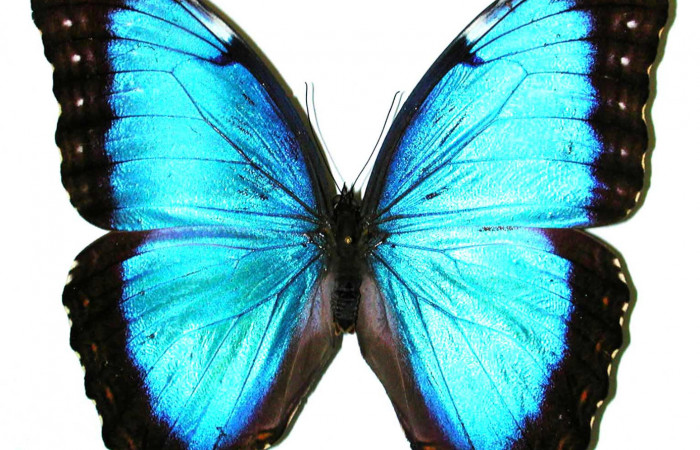 Fig 3. Vista dorsal macho <i>Morpho helenor</i></i> (Nymphalidae) mide 98mm Sendero Nayo Sector Cacao 1140m. 97-SRNP-1574-DHJ35112.