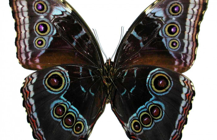 Fig 4. Vista ventral macho <i>Morpho helenor</i></i>(Nymphalidae) mide 98mm Sendero Nayo Sector Cacao 1140m. 97-SRNP-1574-DHJ35113.