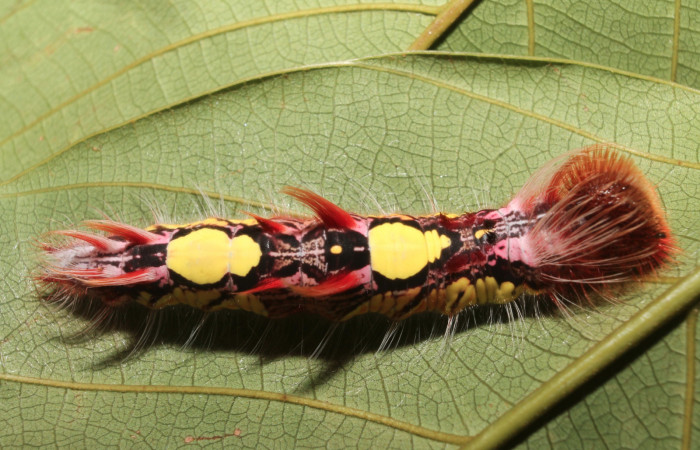 Fig 5 . larva dorsal enteral <i>Morpho helenor</i></i> (Nymphalidae) mide 98mm Quebrada Aserradero Sector Pocosol 160m.
94-SRNP-117 -DHJ26876.